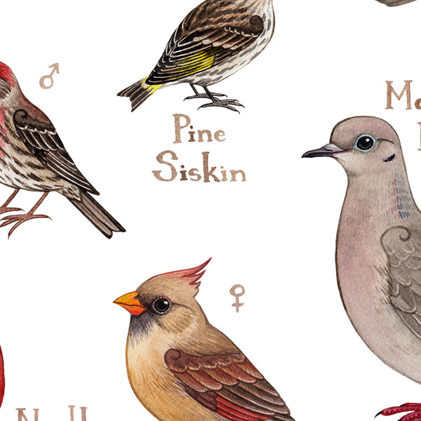 Ontario Backyard Birds Field Guide Art Print