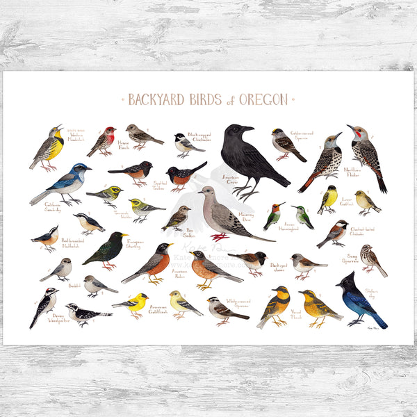 Oregon Backyard Birds Field Guide Art Print