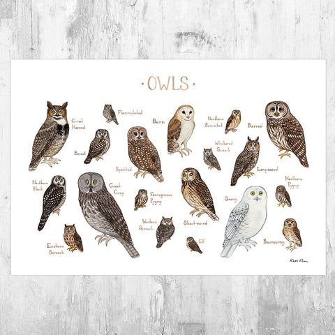 Owls of North America Field Guide Art Print