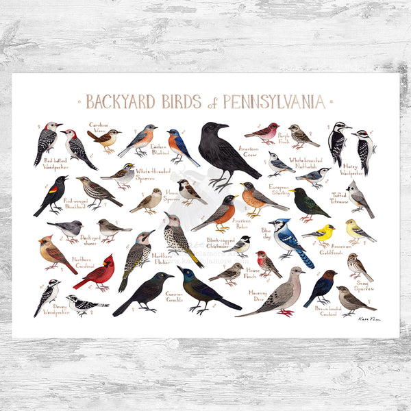 Pennsylvania Backyard Birds Field Guide Art Print