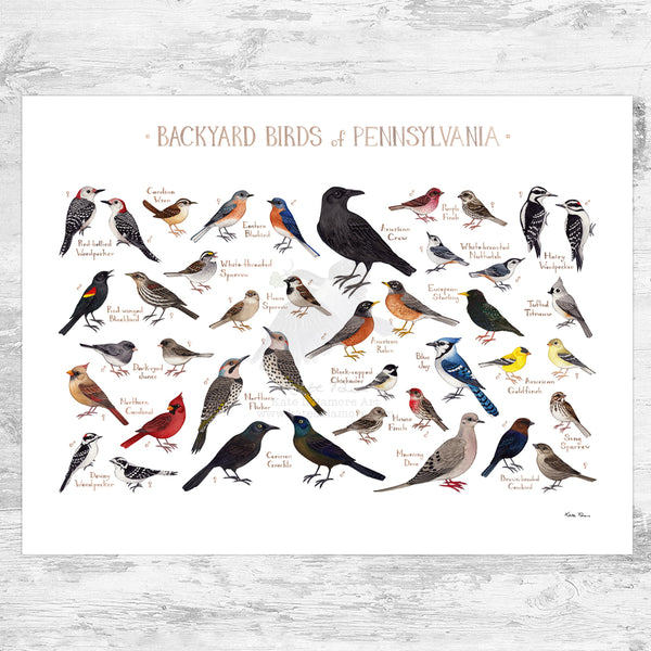 Pennsylvania Backyard Birds Field Guide Art Print