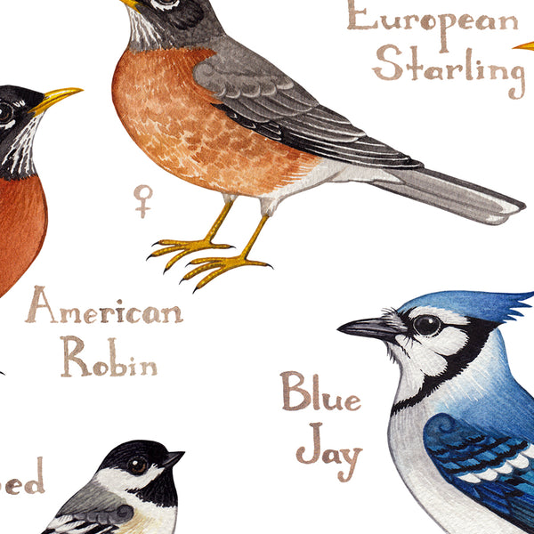Pennsylvania Backyard Birds Field Guide Art Print