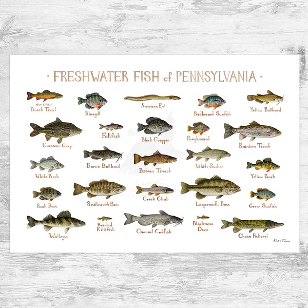 Pennsylvania Freshwater Fish Field Guide Art Print