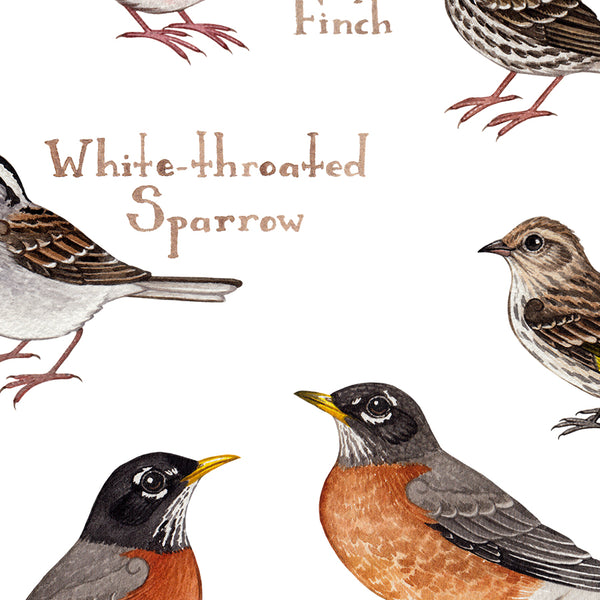 Prince Edward Island Backyard Birds Field Guide Art Print