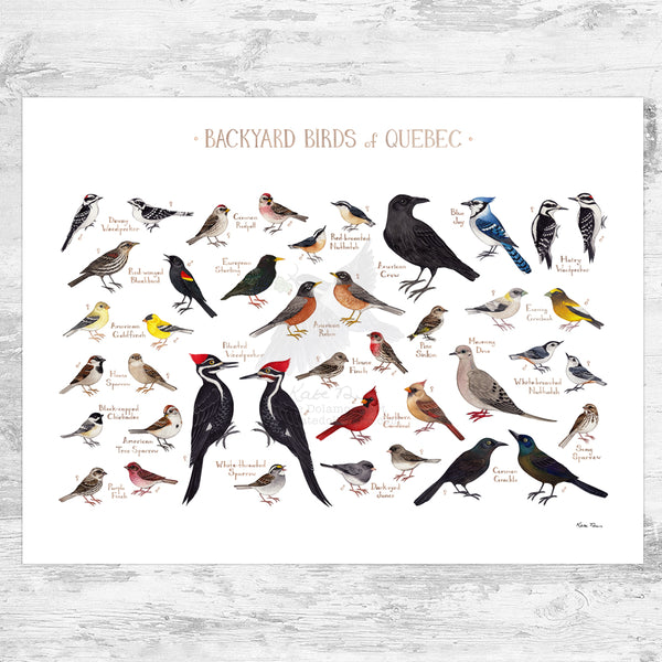 Quebec Backyard Birds Field Guide Art Print