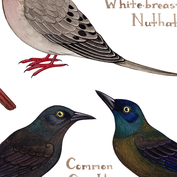Quebec Backyard Birds Field Guide Art Print