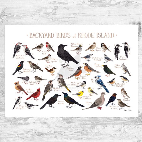 Rhode Island Backyard Birds Field Guide Art Print