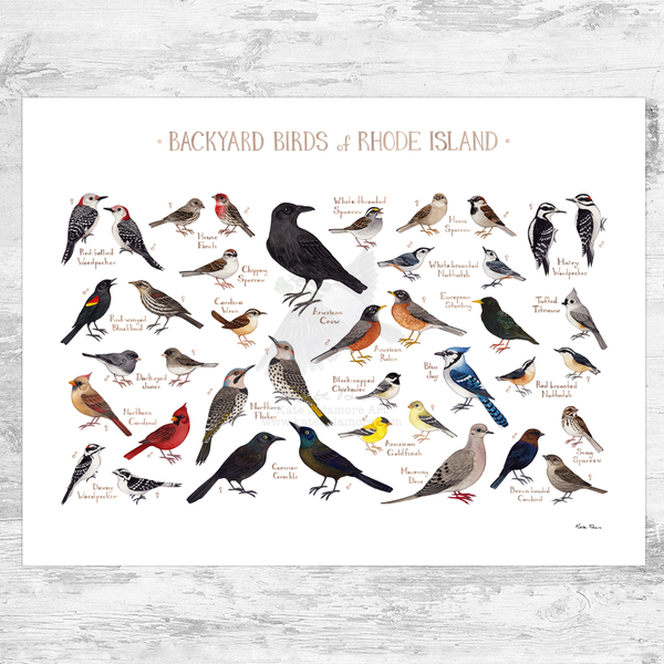 Rhode Island Backyard Birds Field Guide Art Print