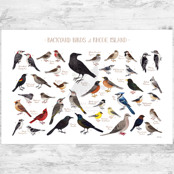Rhode Island Backyard Birds Field Guide Art Print