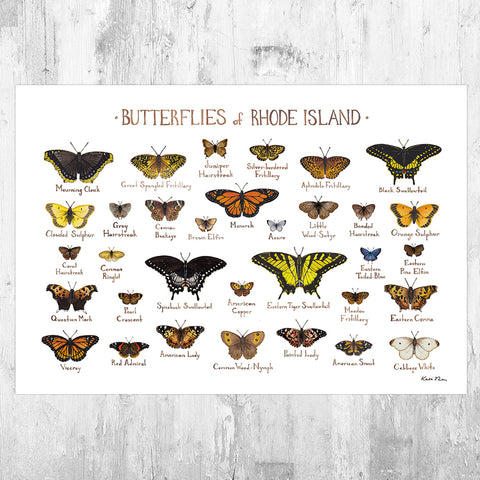 Rhode Island Butterflies Field Guide Art Print