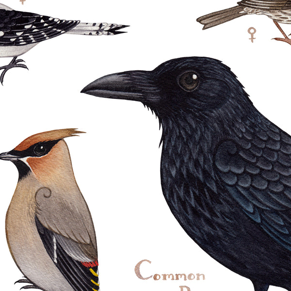 Saskatchewan Backyard Birds Field Guide Art Print