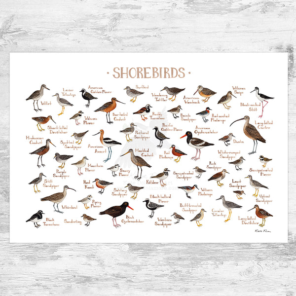 Shorebirds of North America Field Guide Art Print
