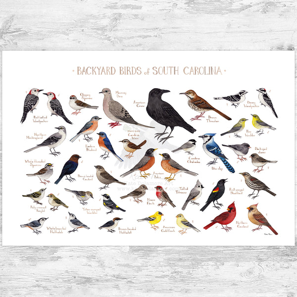 South Carolina Backyard Birds Field Guide Art Print