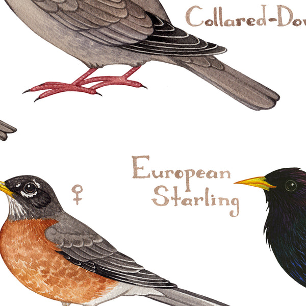 South Dakota Backyard Birds Field Guide Art Print