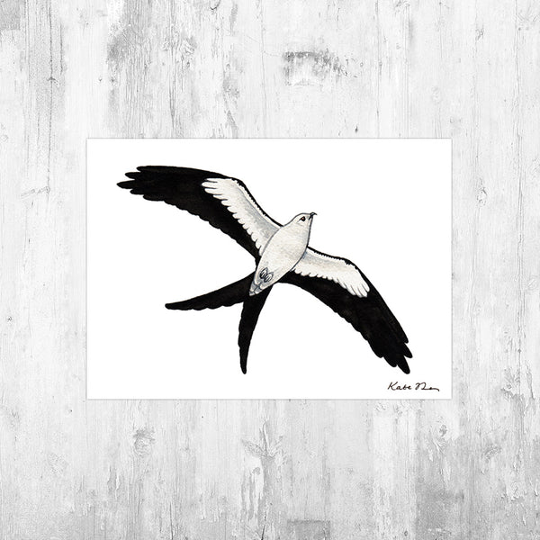 Swallow-tailed Kite in Flight Art Print – Kate Dolamore Art