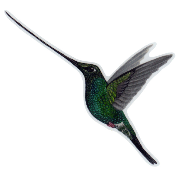 Sword-billed Hummingbird Vinyl Sticker – Kate Dolamore Art