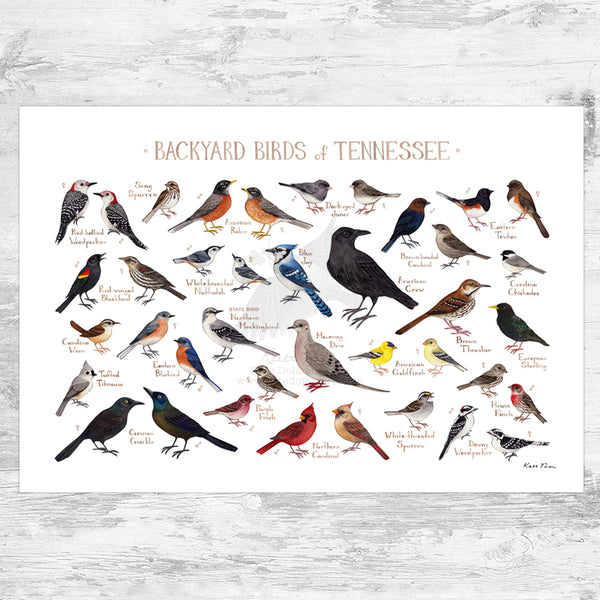 Tennessee Backyard Birds Field Guide Art Print