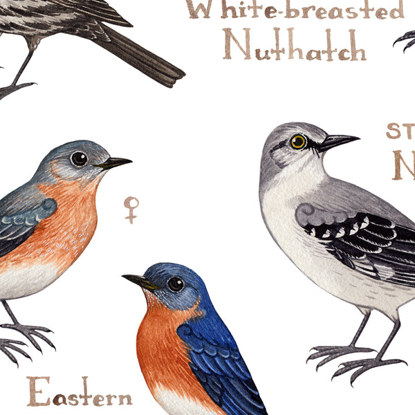 Tennessee Backyard Birds Field Guide Art Print