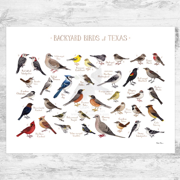 Texas Backyard Birds Field Guide Art Print