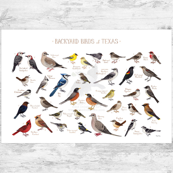 Texas Backyard Birds Field Guide Art Print
