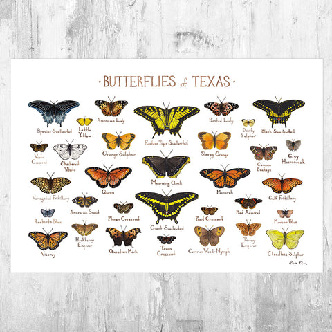 Texas Butterflies Field Guide Art Print