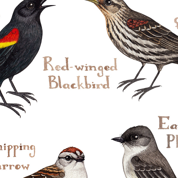 Texas Backyard Birds Field Guide Art Print