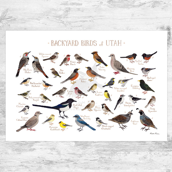 Utah Backyard Birds Field Guide Art Print