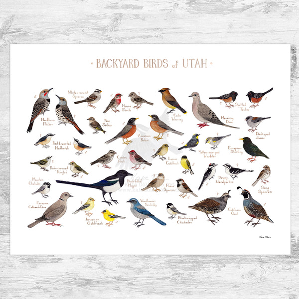 Utah Backyard Birds Field Guide Art Print