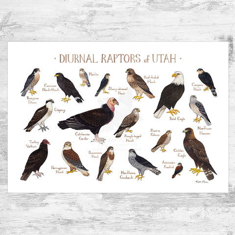 Utah Diurnal Raptors Field Guide Art Print