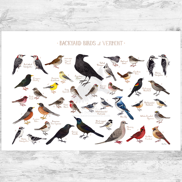 Vermont Backyard Birds Field Guide Art Print