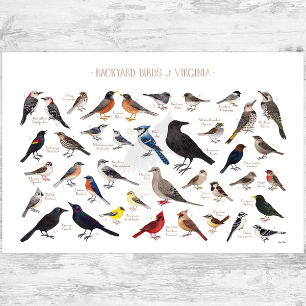Virginia Backyard Birds Field Guide Art Print