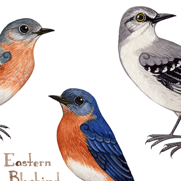 Virginia Backyard Birds Field Guide Art Print
