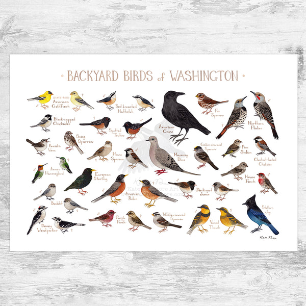 Washington Backyard Birds Field Guide Art Print