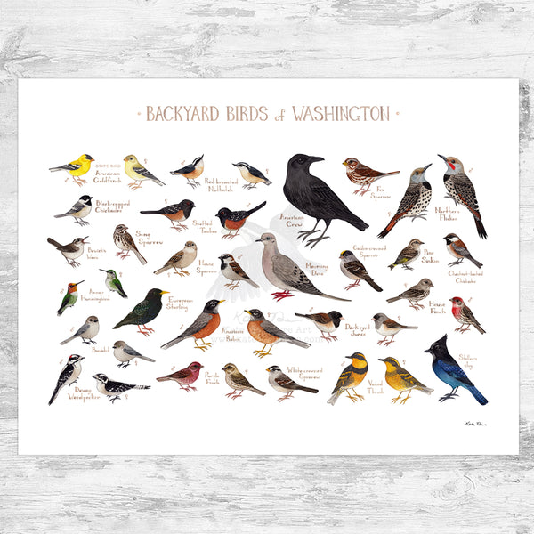 Washington Backyard Birds Field Guide Art Print
