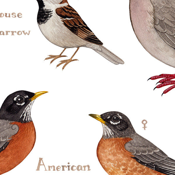 Washington Backyard Birds Field Guide Art Print