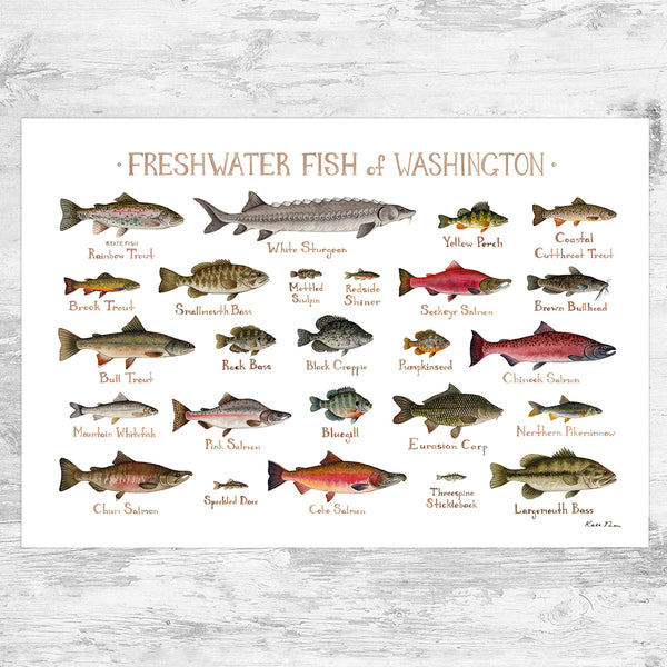 Washington Freshwater Fish Field Guide Art Print