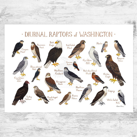 Washington Diurnal Raptors Field Guide Art Print