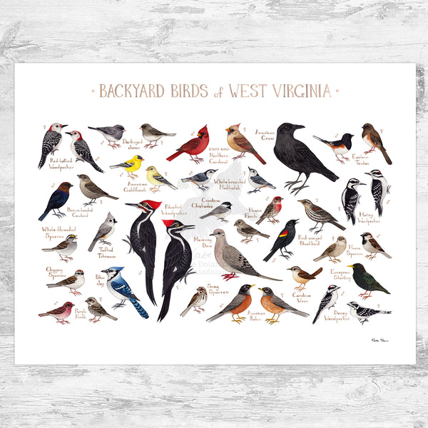 West Virginia Backyard Birds Field Guide Art Print