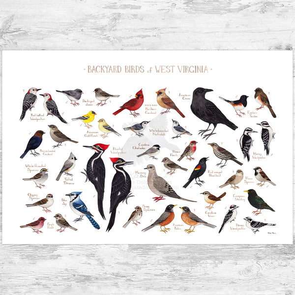 West Virginia Backyard Birds Field Guide Art Print