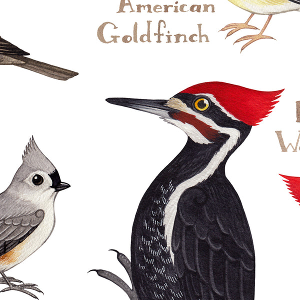West Virginia Backyard Birds Field Guide Art Print