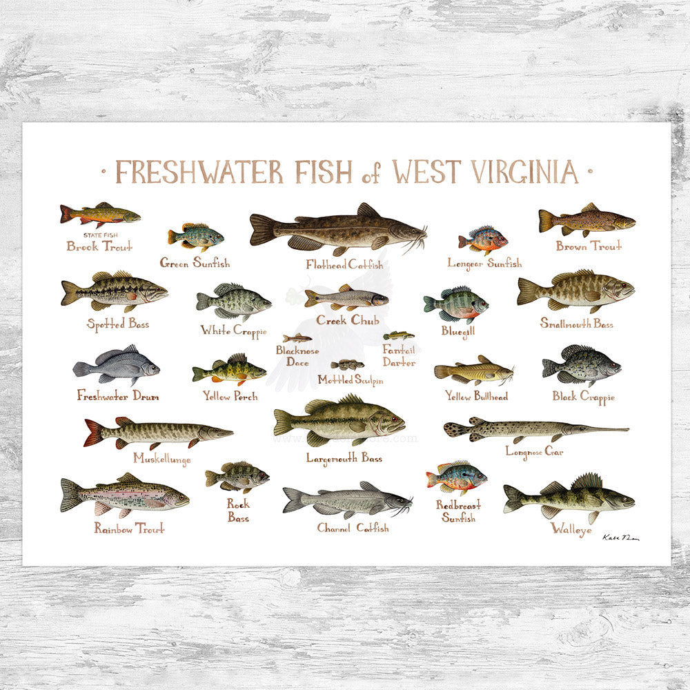 West Virginia Freshwater Fish Field Guide Art Print