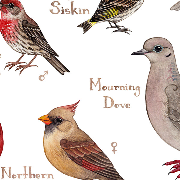 Wisconsin Backyard Birds Field Guide Art Print