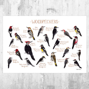 Woodpeckers of North America Field Guide Art Print