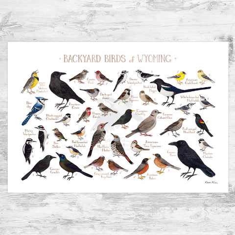 Wyoming Backyard Birds Field Guide Art Print