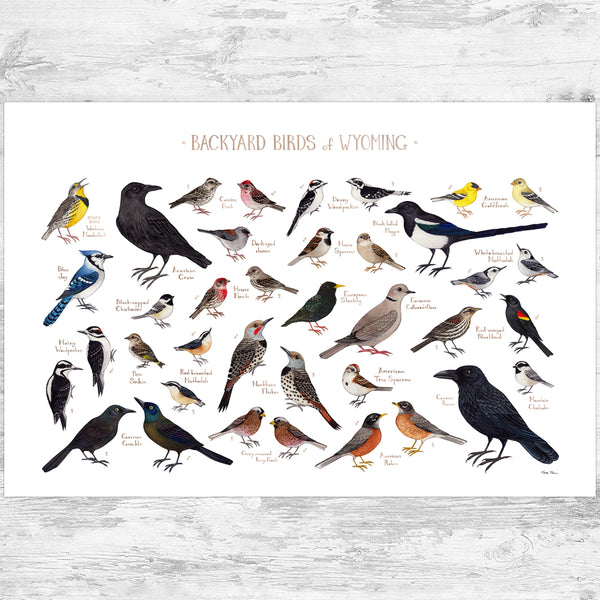 Wyoming Backyard Birds Field Guide Art Print