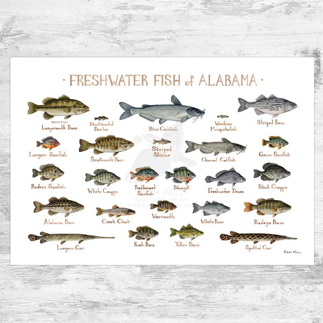 Freshwater Fish of the US Prints