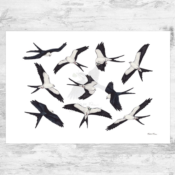 Swallow-tailed Kite Art Print