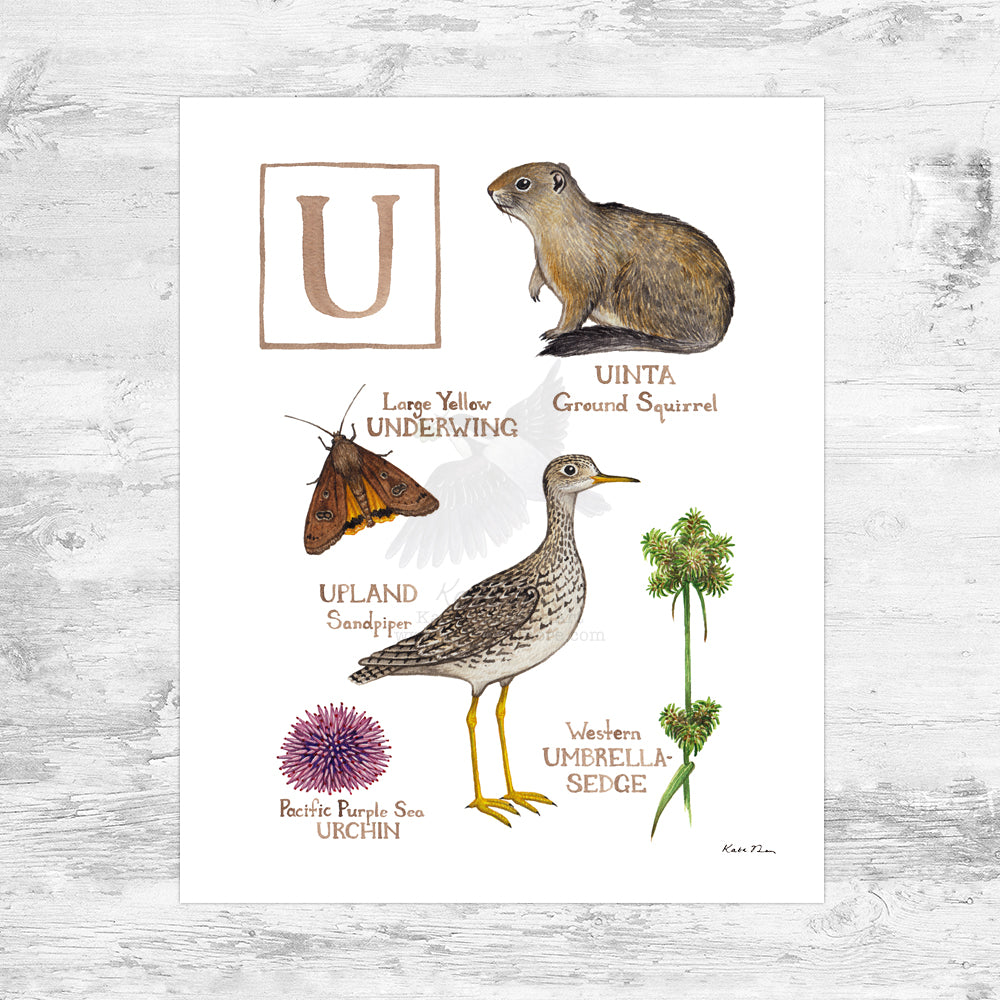 The Letter U Nature Art Print