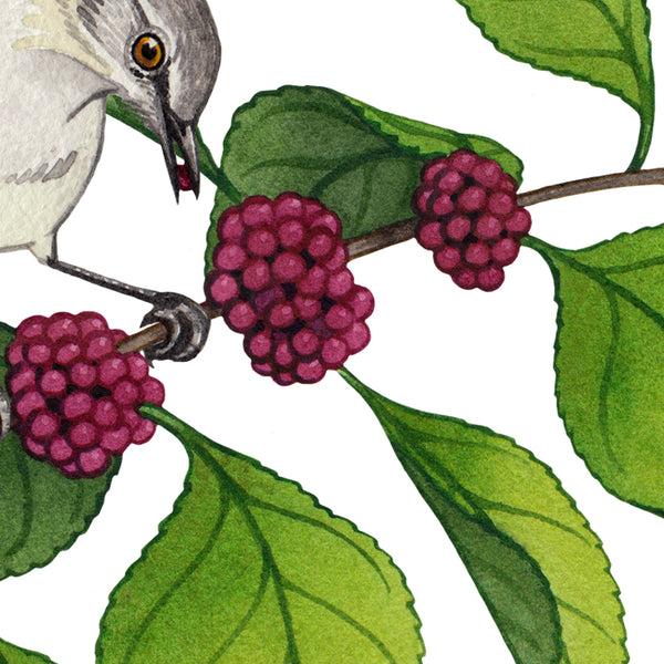 Northern Mockingbird on Beautyberry Art Print