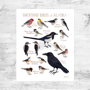 Alaska Backyard Birds Field Guide Art Print Mini (8x10)